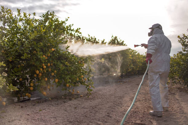 Best Affordable Pest Control Services  in Oakwood Hls, IL