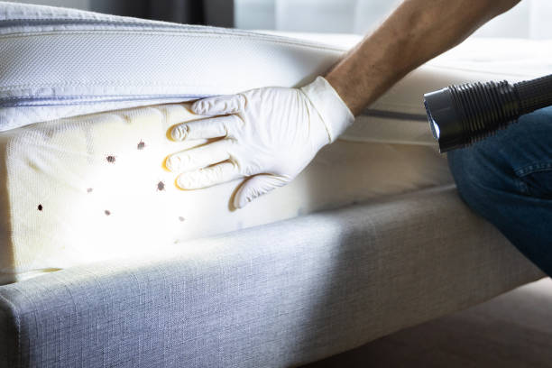 Best Termite Control Services  in Oakwood Hls, IL