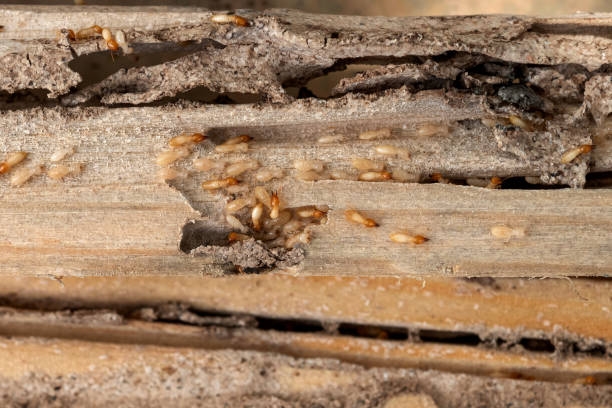 Best Pest Control Near Me  in Oakwood Hls, IL
